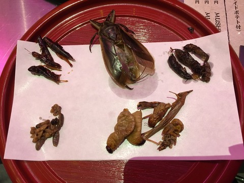 昆虫2