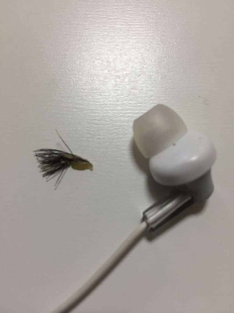 まるでひじきみたいな鼻毛 新人葬儀屋さんのほぼ日常と少し仕事のブログ