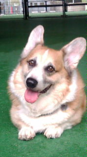 Zippy