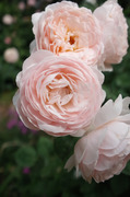 R0005885s