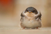 serious_bird_20120201192748