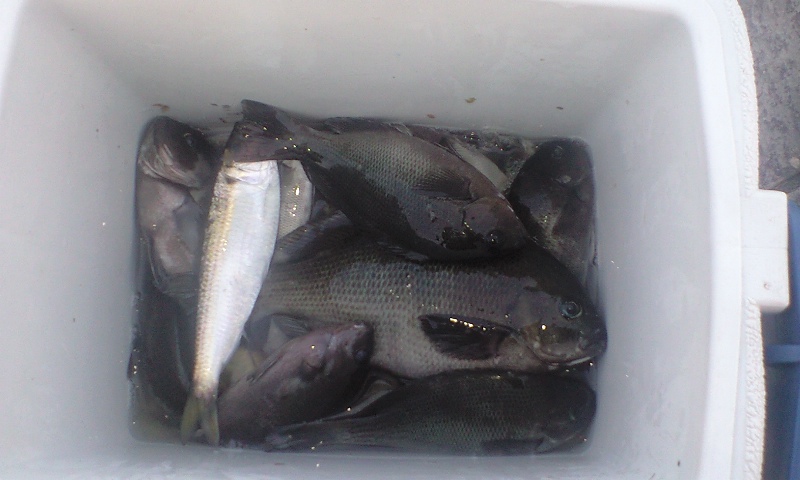 口と目が近いから 目近魚 めじな Let S Sooooo New
