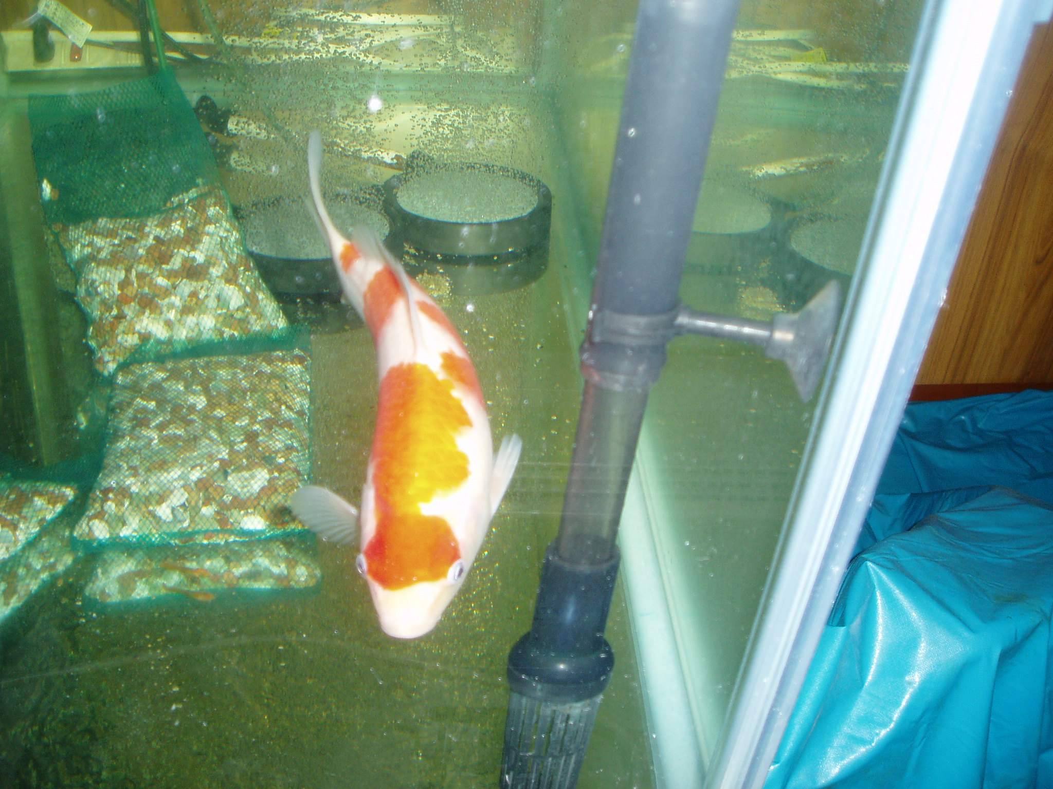 帰蝶 にしよう Gekkou Channel 蘭鋳堂 錦鯉の穴