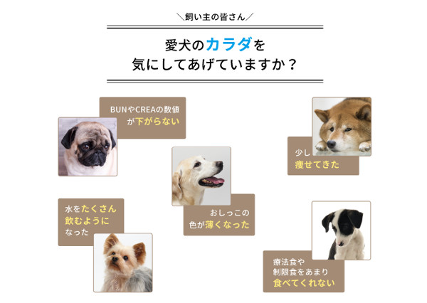 愛犬の体調は万全ですか ジナース で腎臓の機能を整え健康寿命をサポート まなぶ通信 愛犬の体調は万全ですか ジナース で腎臓の機能を整え健康寿命をサポート まなぶ通信