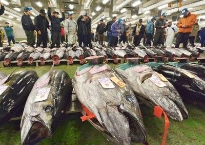 メチル水銀 マグロ過食に注意 妊婦から胎児へ影響 転載記事 Ngo Life Investigation Agency
