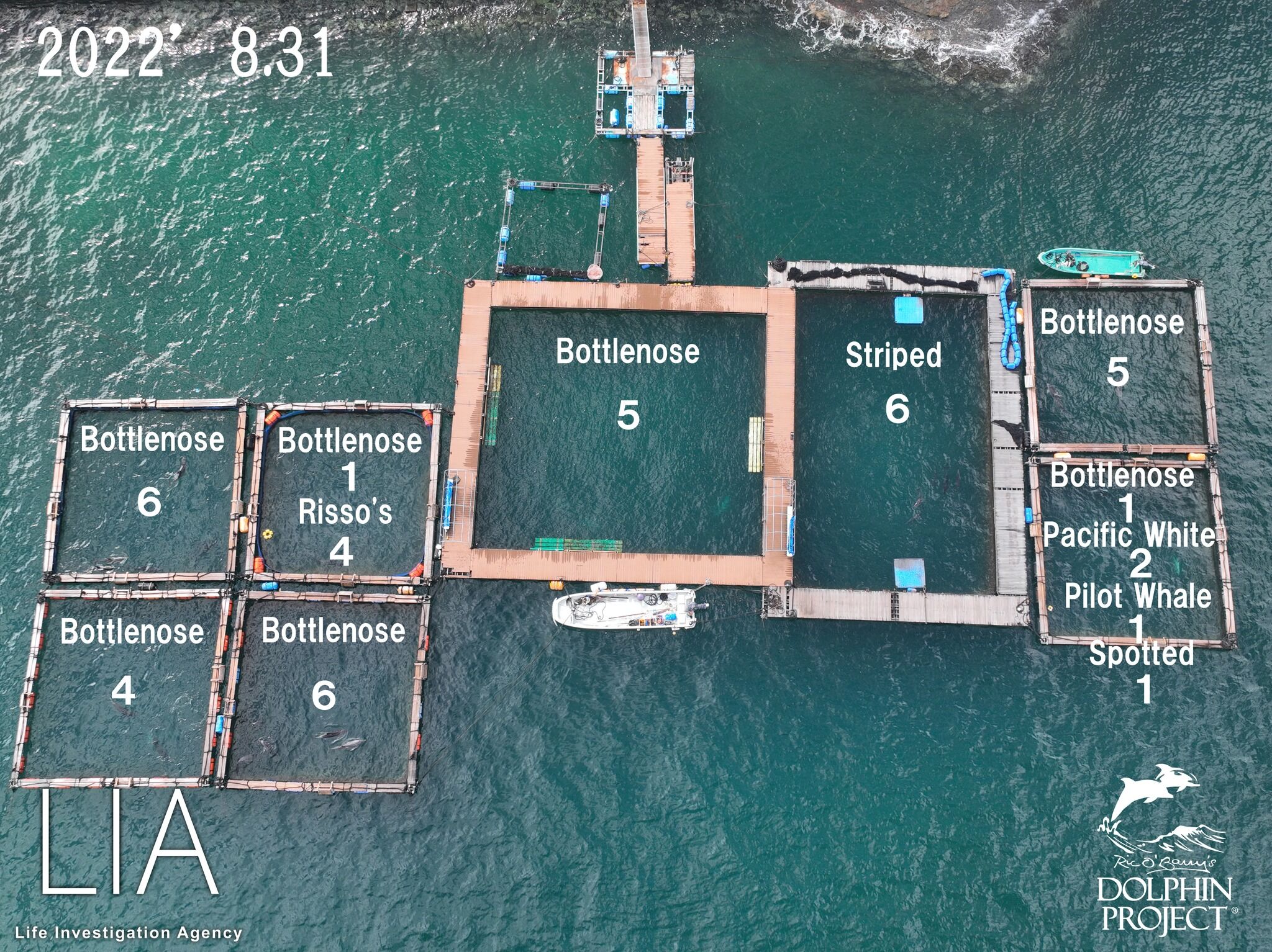 More Dolphins as Inventory! ～The reason dolphin drive hunt still ...