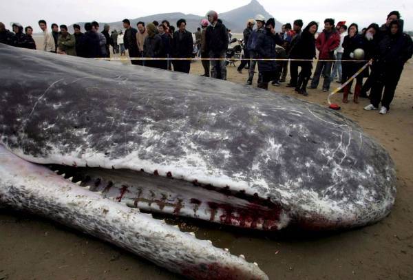 中国福建省長楽市の海岸に打ち上げられたマッコウクジラ。(転載記事