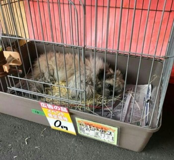 動物の愛護及び管理に関する法律 の抜け道 悪質極まりない どうぶつ移動販売 の実態 Ngo Life Investigation Agency 動物の愛護及び管理に関する法律 の抜け道 悪質極まりない どうぶつ移動販売 の実態 Ngo Life Investigation Agency