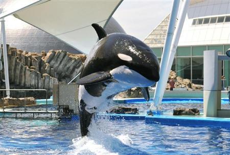 名古屋港水族館　シャチ　ナミちゃんうちわ 名古屋水族館 シャチのナミちゃん 団扇