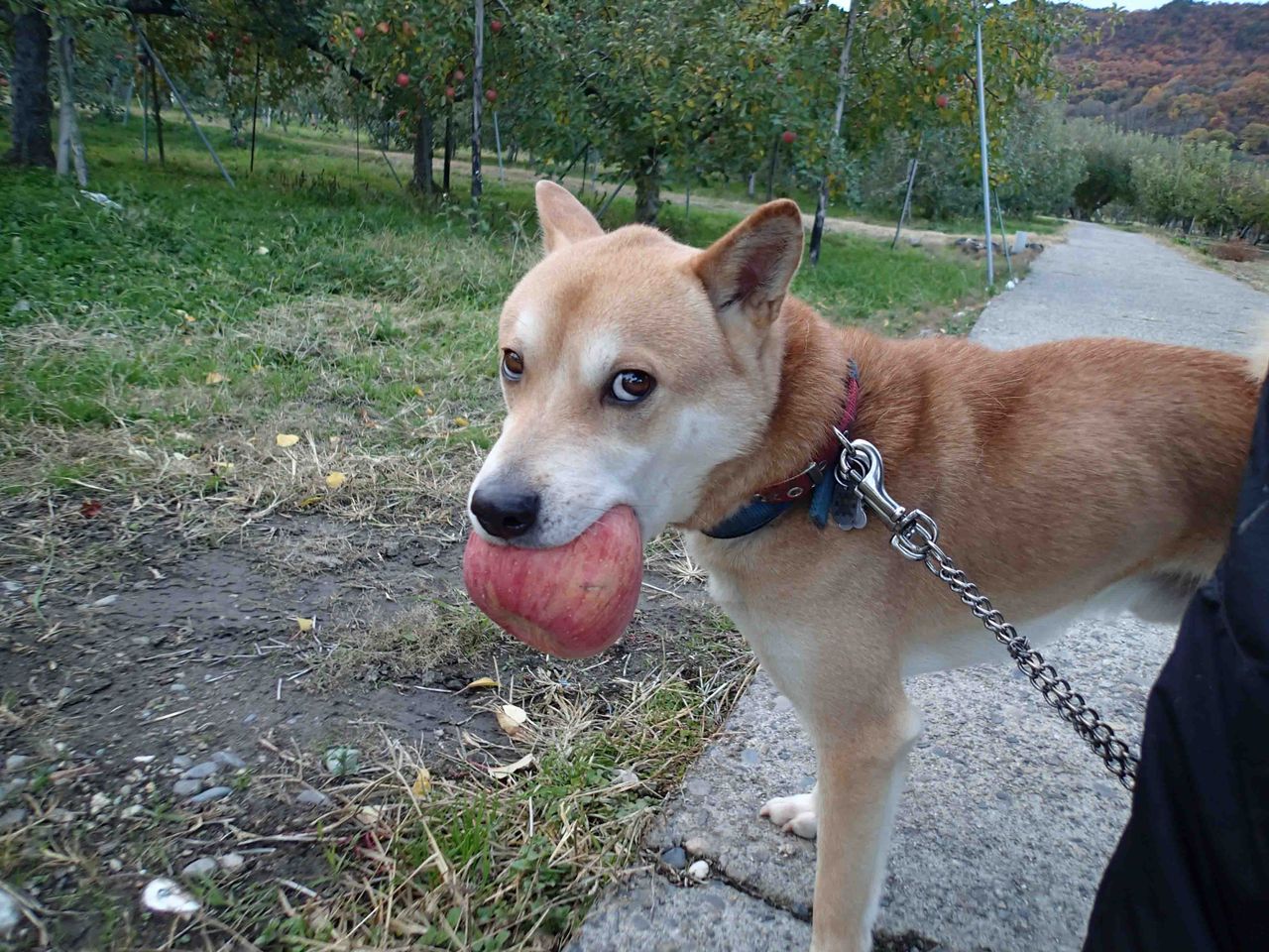 りんご好きな犬たち Ngo Life Investigation Agency