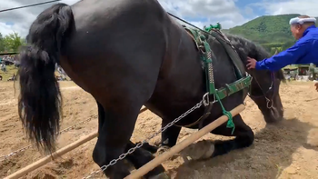 スクリーンショット (536)