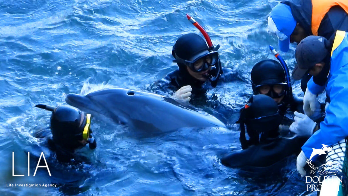 イルカ猟を終わらせる方法 How To End Dolphin Hunting 21年度のイルカ追い込み猟で563頭の野生のイルカが生体捕獲 屠殺された 563 Wild Dolphins Were Captured And Slaughtered 21 22 Dolphin Drive Hunting Season Ngo Life Investigation Agency