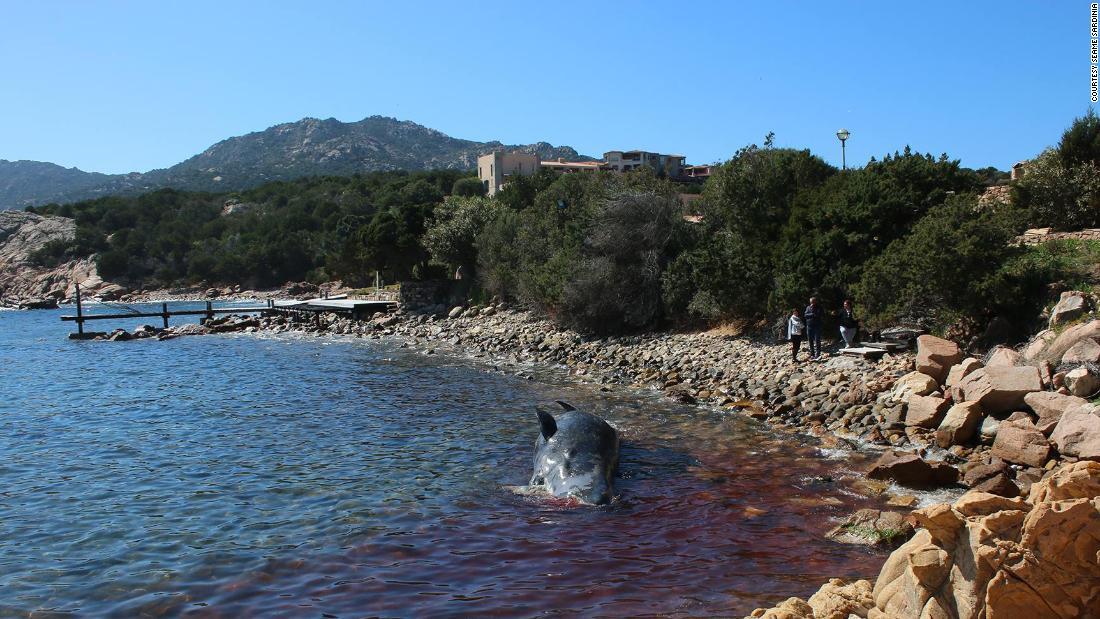 クジラの死骸から22キロのプラスチック 胎児も死ぬ イタリア 転載記事 Ngo Life Investigation Agency クジラの死骸から22キロのプラスチック 胎児も死ぬ イタリア 転載記事 Ngo Life Investigation Agency