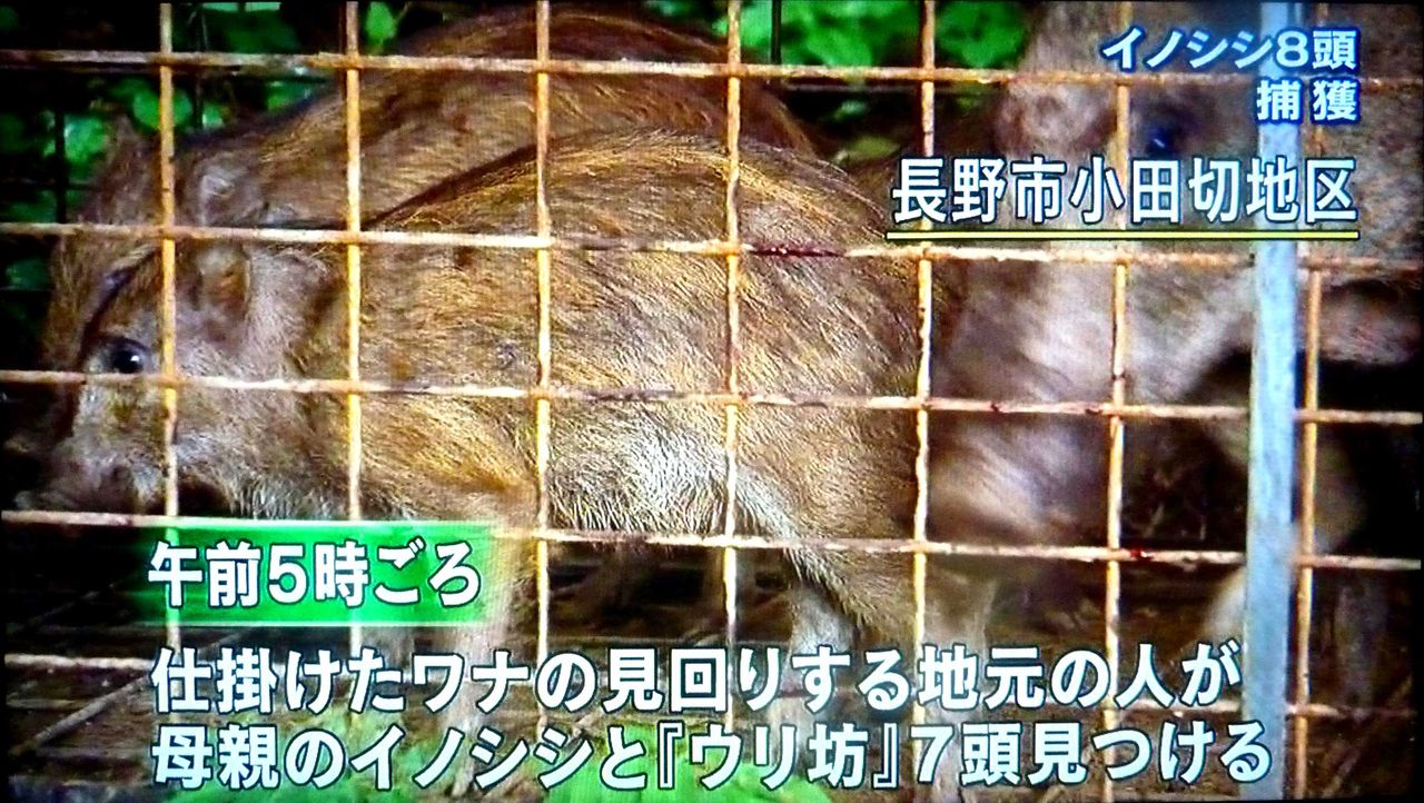 母イノシシ1匹と7匹の子どもを殺処分 長野市 Ngo Life Investigation Agency