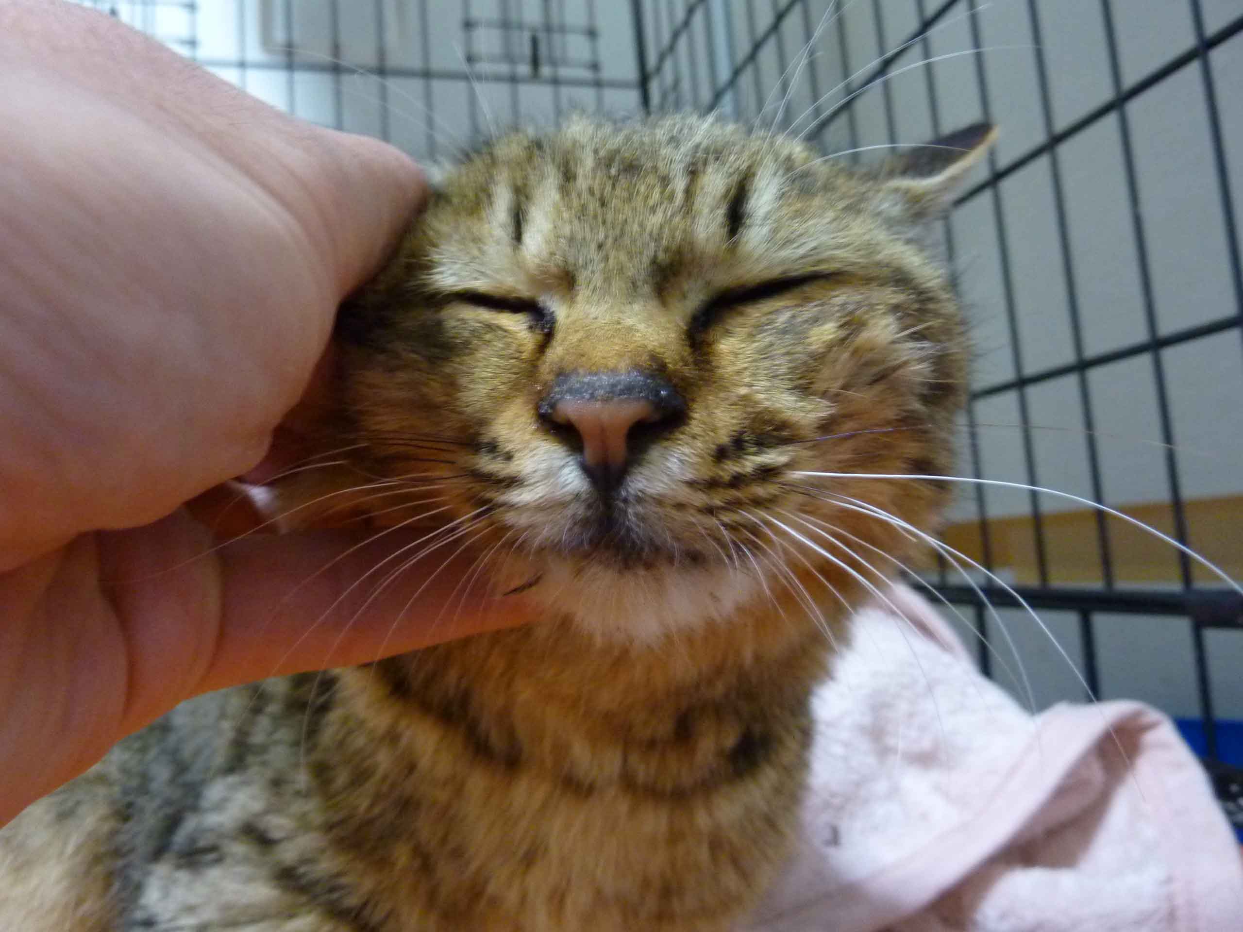 猫を保護しました。（岩手県大槌町） : NGO Life Investigation Agency