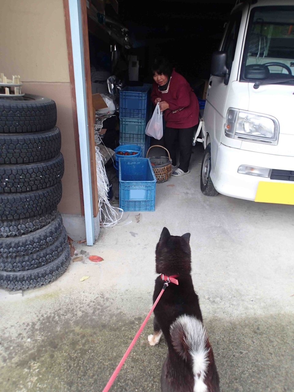 りんご好きな犬たち Ngo Life Investigation Agency りんご好きな犬たち Ngo Life Investigation Agency