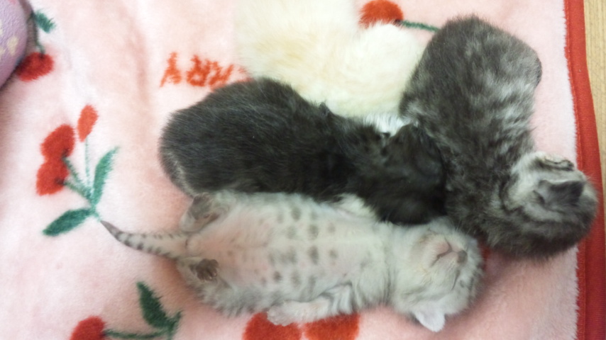 宮城 殺処分を免れた子猫の里親募集 Ngo Life Investigation Agency