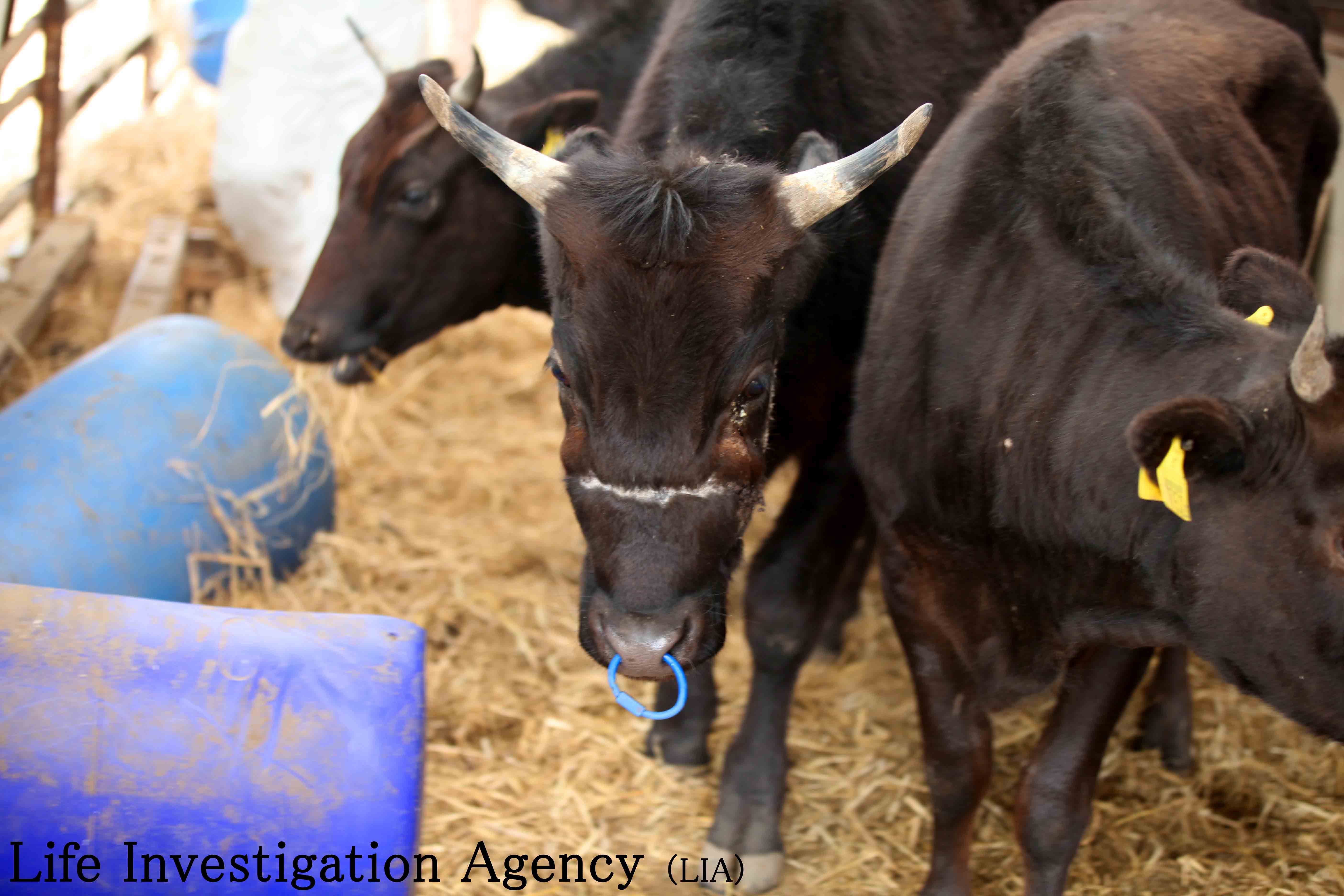 牛を診断 治療できる獣医師募集 Ngo Life Investigation Agency