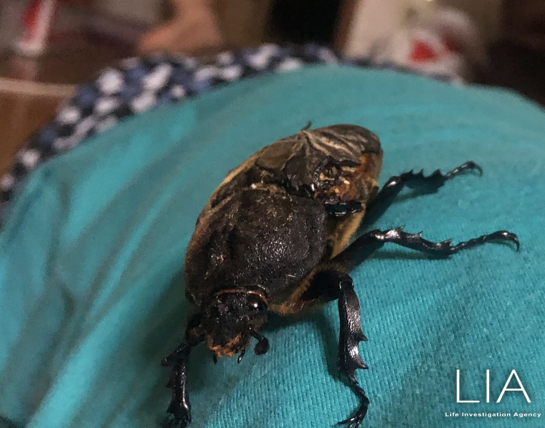 保護した奇形のカブトムシ 農薬被害と繁殖期について Ngo Life Investigation Agency