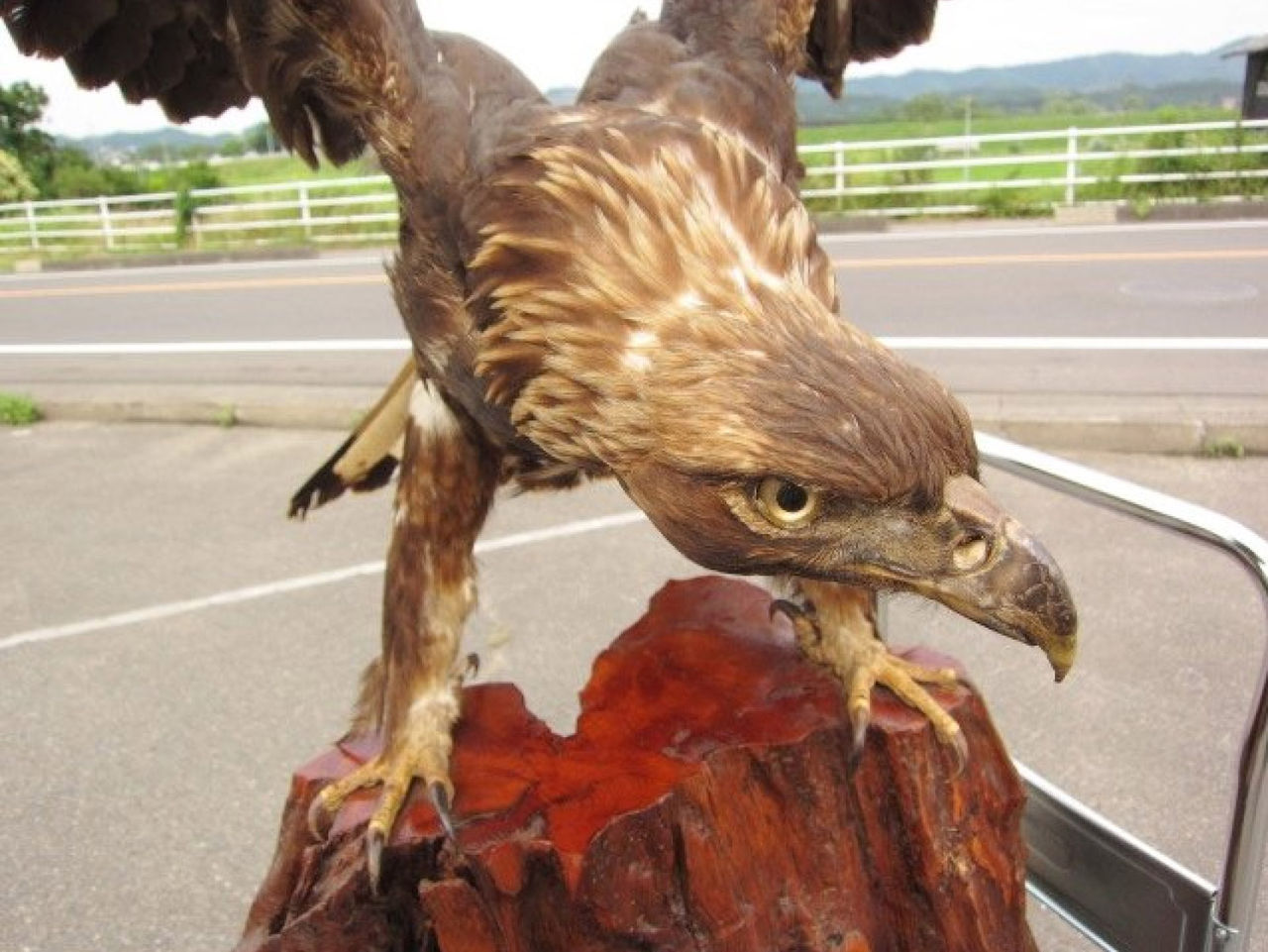 はく製　鷹？、トビ、狸 トンビ トンビの剥製 トビ 剥製 はく製 鳶 カタグロトビ インテリア