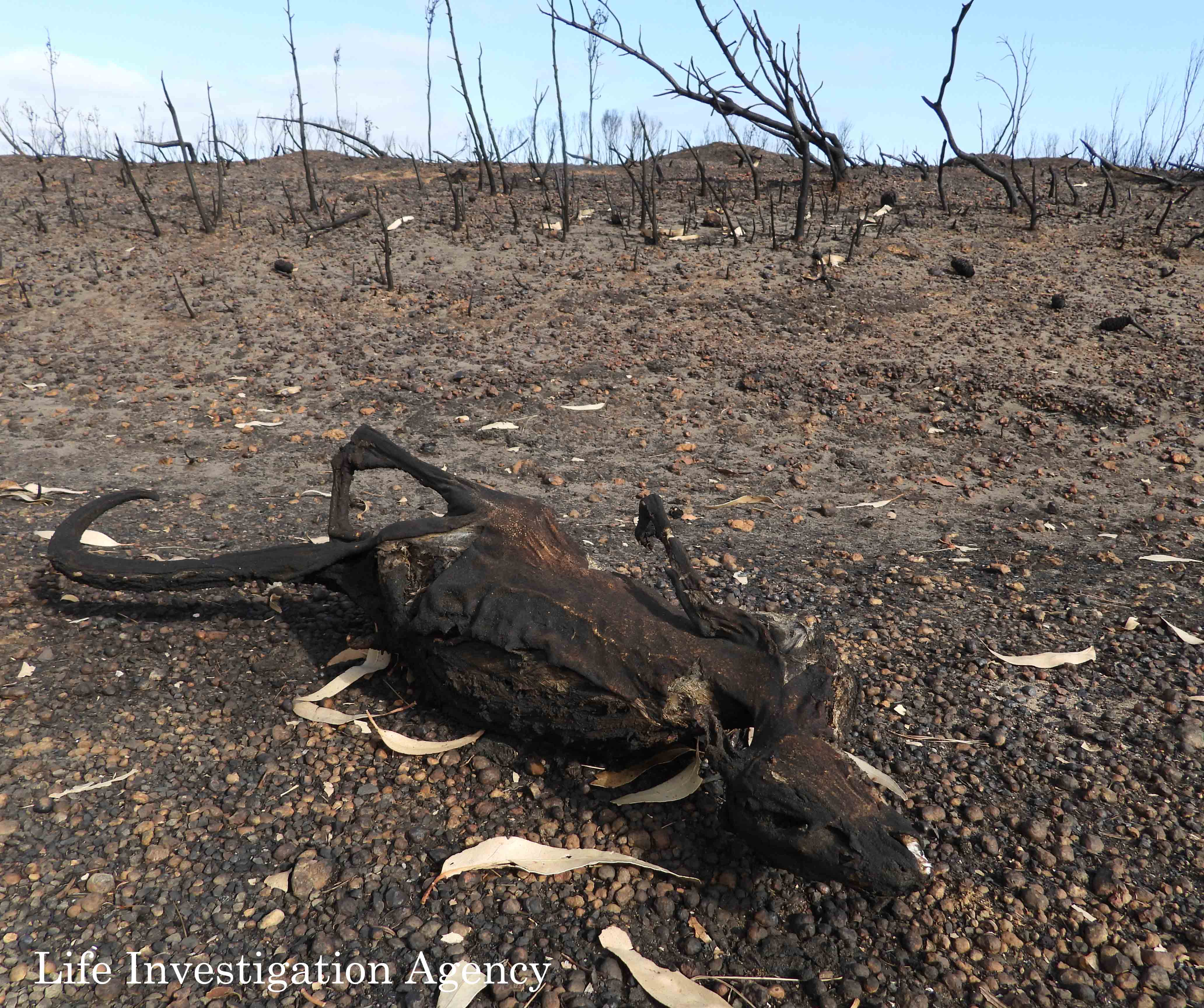 オーストラリア森林火災 Lia野生どうぶつレスキュー第2陣隊が2月23日からカンガルー島に入ります Ngo Life Investigation Agency