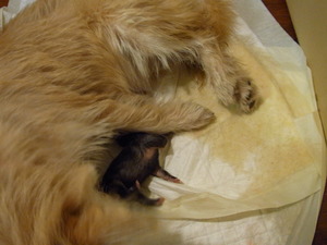 Penny gives birth to 4 pups 020