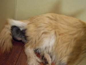 Penny gives birth to 4 pups 047