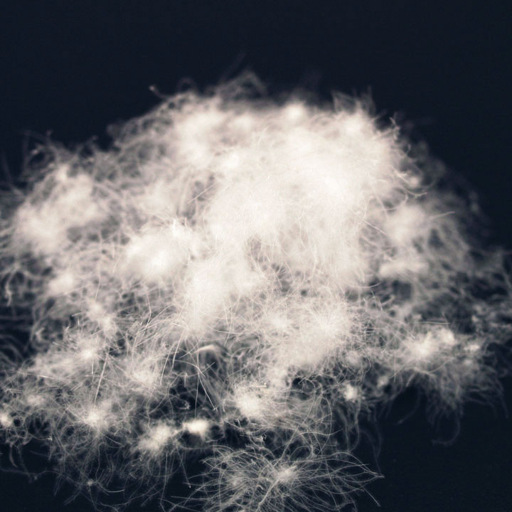 ダウン 鳥の羽 について 初心者編 ユニクロのダウン と 羽毛ふとん から Ngo Life Investigation Agency