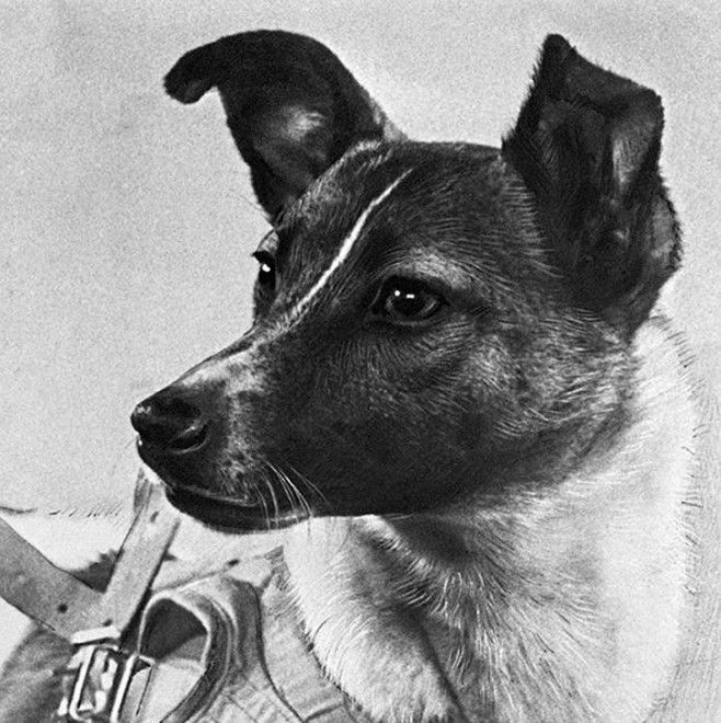 ライカという犬をご存じですか 今も宇宙開発に使われている 犬 や サル Ngo Life Investigation Agency ライカという犬をご存じですか 今も宇宙開発に使われている 犬 や サル Ngo Life Investigation Agency
