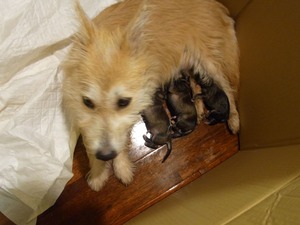 ペニーと子どもたち1_n