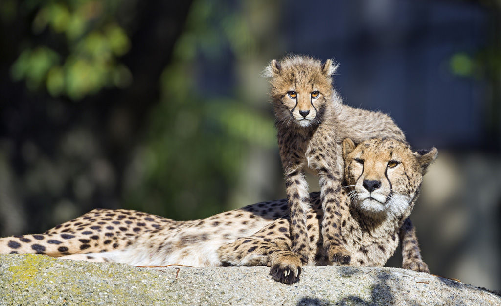 チーターの数が激減 絶滅の危機 転載記事 Ngo Life Investigation Agency チーターの数が激減 絶滅の危機 転載記事 Ngo Life Investigation Agency