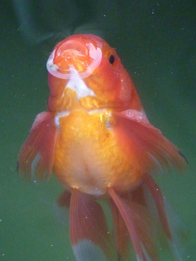 金魚 魚 の救助方法と外来魚について Ngo Life Investigation Agency