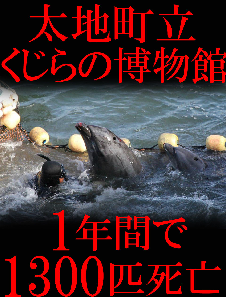 1年間で1300匹死亡 太地町 くじらの博物館で似非供養祭 転載記事 Ngo Life Investigation Agency 1年間で1300匹死亡 太地町 くじらの博物館で似非供養祭 転載記事 Ngo Life Investigation Agency
