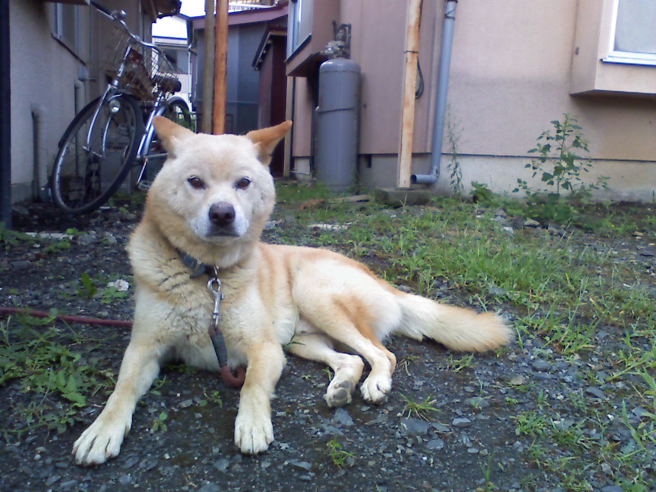犬 探しています 岩手県大槌町 Ngo Life Investigation Agency 犬 探しています 岩手県大槌町 Ngo Life Investigation Agency