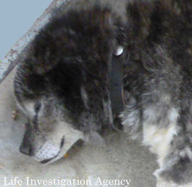 拡散希望 情報求む 卑劣な イヌ遺棄事件です この犬をご存じの方を探しています Ngo Life Investigation Agency