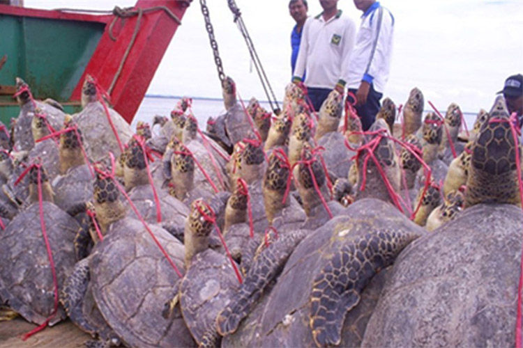 Why Are Our Endangered Sea Turtles Being Poached? : NGO Life ...