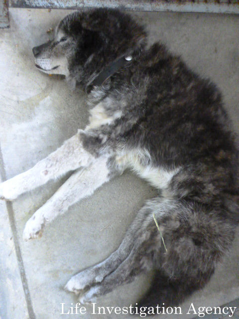 拡散希望 情報求む 卑劣な イヌ遺棄事件です この犬をご存じの方を探しています Ngo Life Investigation Agency