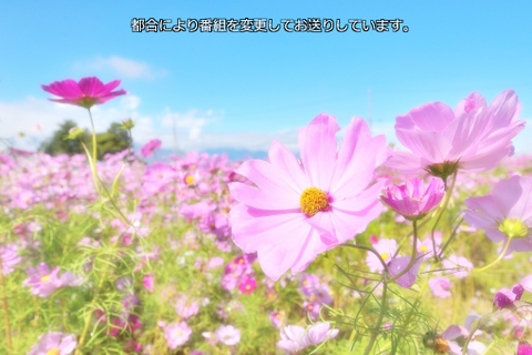 ミリヤSD7