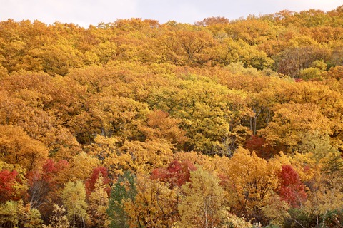 autumn_colors1