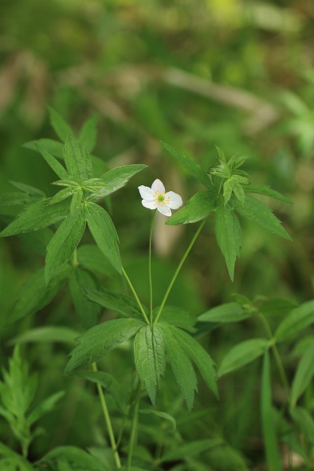 Futamataichige