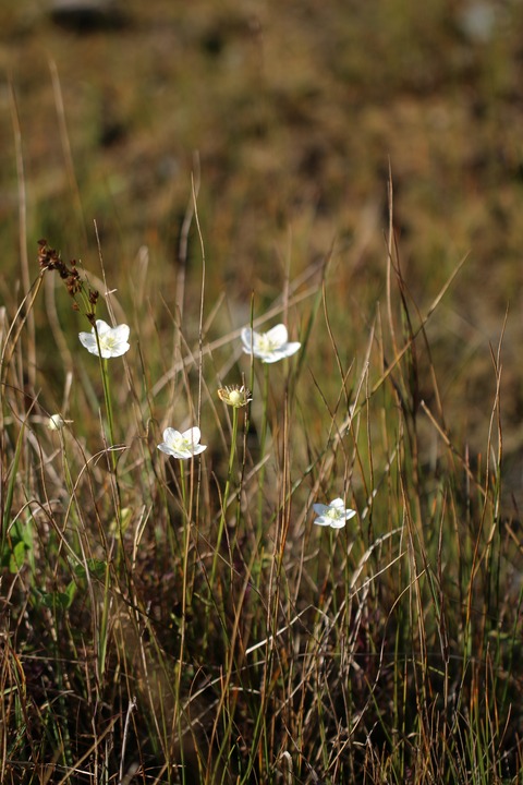 Umebachisou