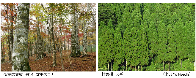 Nhk 日本列島 奇跡の大自然 日本の紅葉が世界一美しい理由 サイエンスジャーナル
