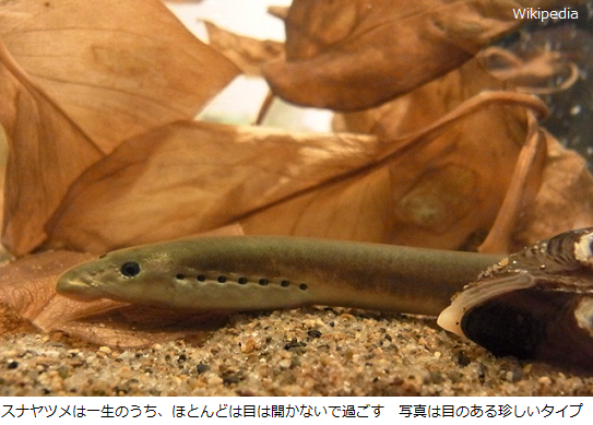 Tokio 山口達也 鉄腕 Dash で 絶滅危惧種 スナヤツメ をまた発見 自然環境を改善する番組内容 サイエンスジャーナル Tokio 山口達也 鉄腕 Dash で 絶滅危惧種 スナヤツメ をまた発見 自然環境を改善する番組内容 サイエンスジャーナル