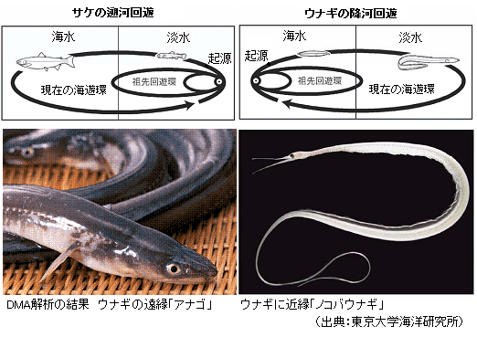 ミトコンドリアdnaで ウナギの産卵大回遊の謎が解けた サイエンスジャーナル