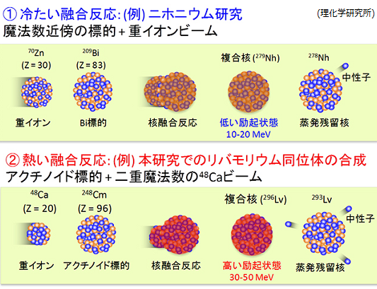113番元素ニホニウム Nh の次は116番元素リバモリウム Lv 合成に成功 新元素発見へ意欲 サイエンスジャーナル