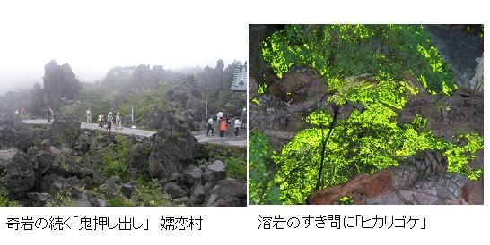 鬼押し出し で出会った ヒカリゴケ とは何か サイエンスジャーナル 鬼押し出し で出会った ヒカリゴケ とは何か サイエンスジャーナル