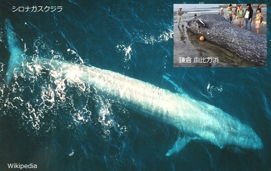 史上最大級の動物 シロナガスクジラ が漂着 国内で初 神奈川県鎌倉市由比ガ浜 サイエンスジャーナル