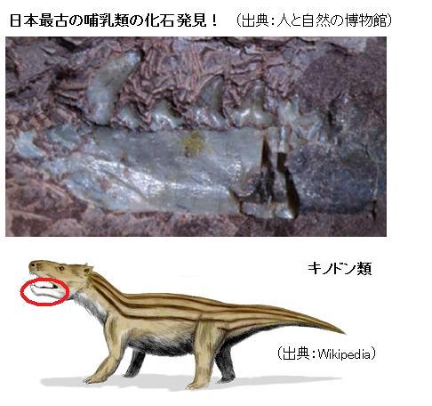 獣弓類