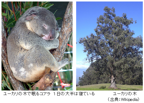 コアラ 生息数が半減 今後30年で絶滅のおそれ 豪保護団体 サイエンスジャーナル