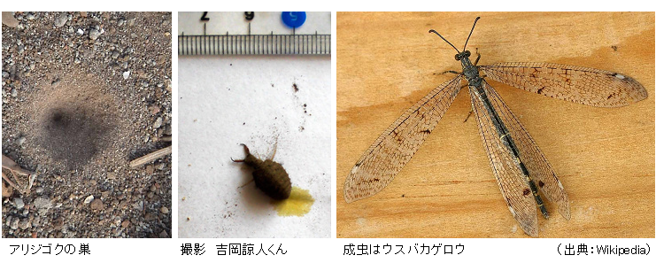 アリジゴク 排泄する 小4がじっくり観察 定説覆す発見 サイエンスジャーナル アリジゴク 排泄する 小4がじっくり観察 定説覆す発見 サイエンスジャーナル